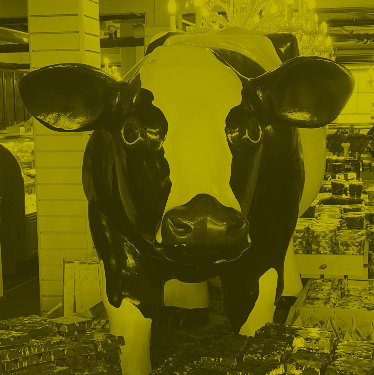 cow