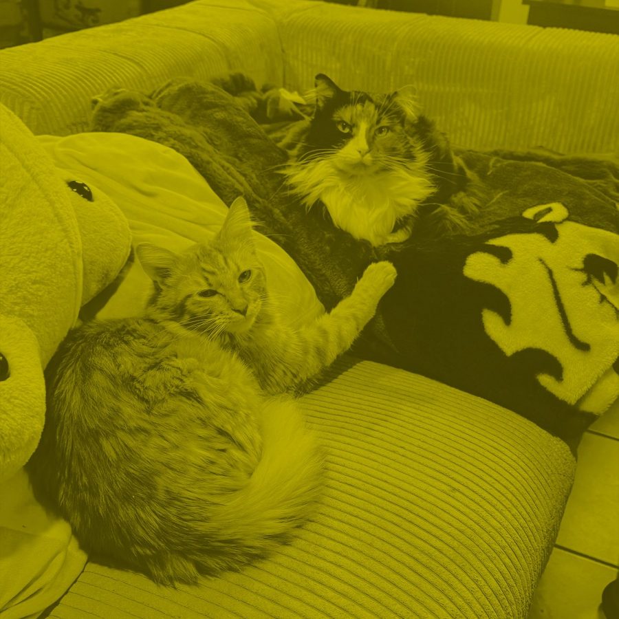 cats