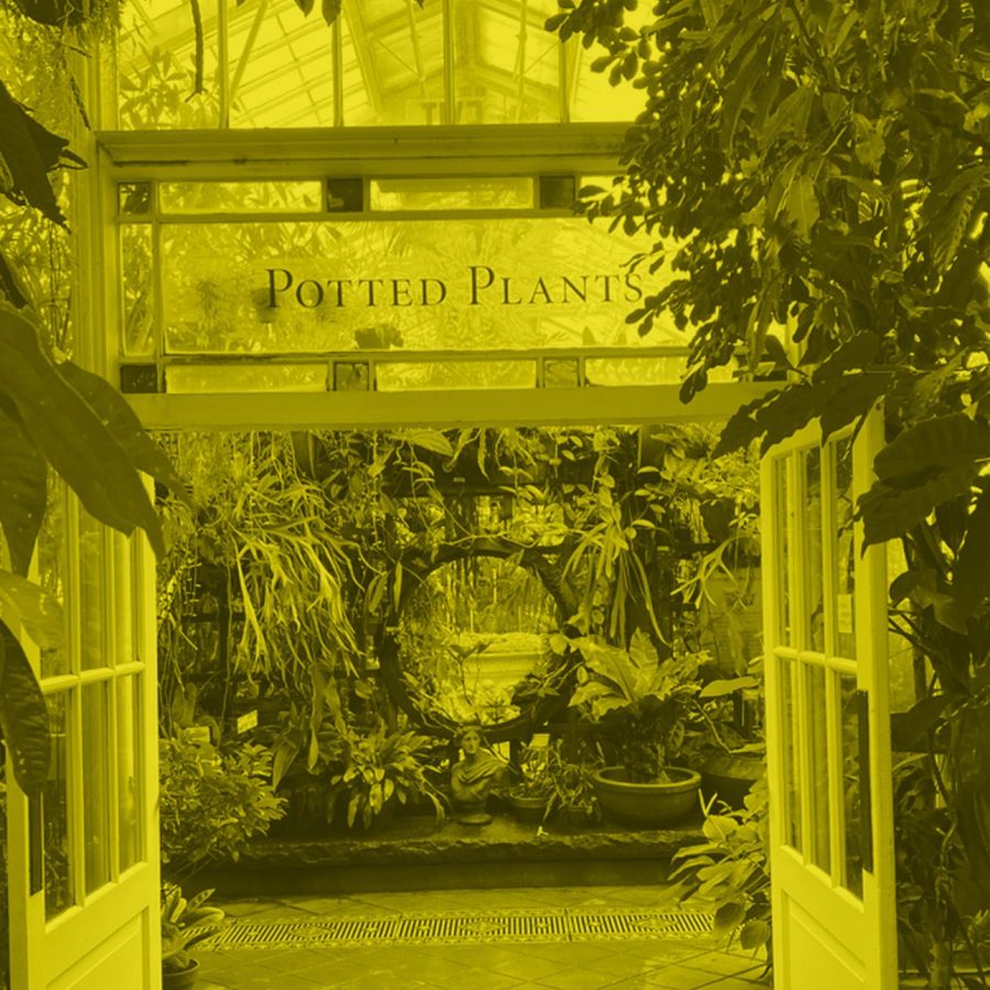 plants