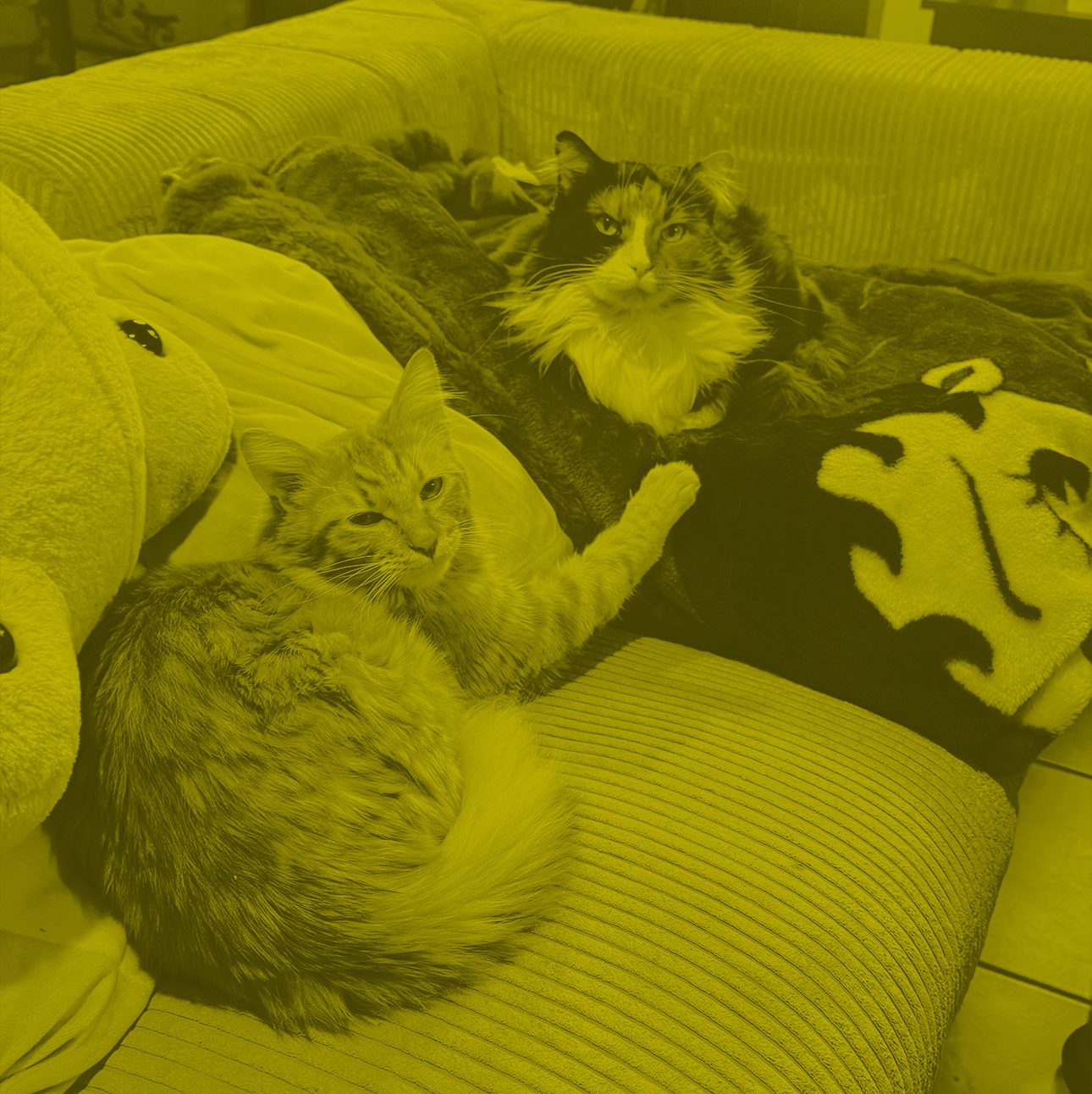 cats