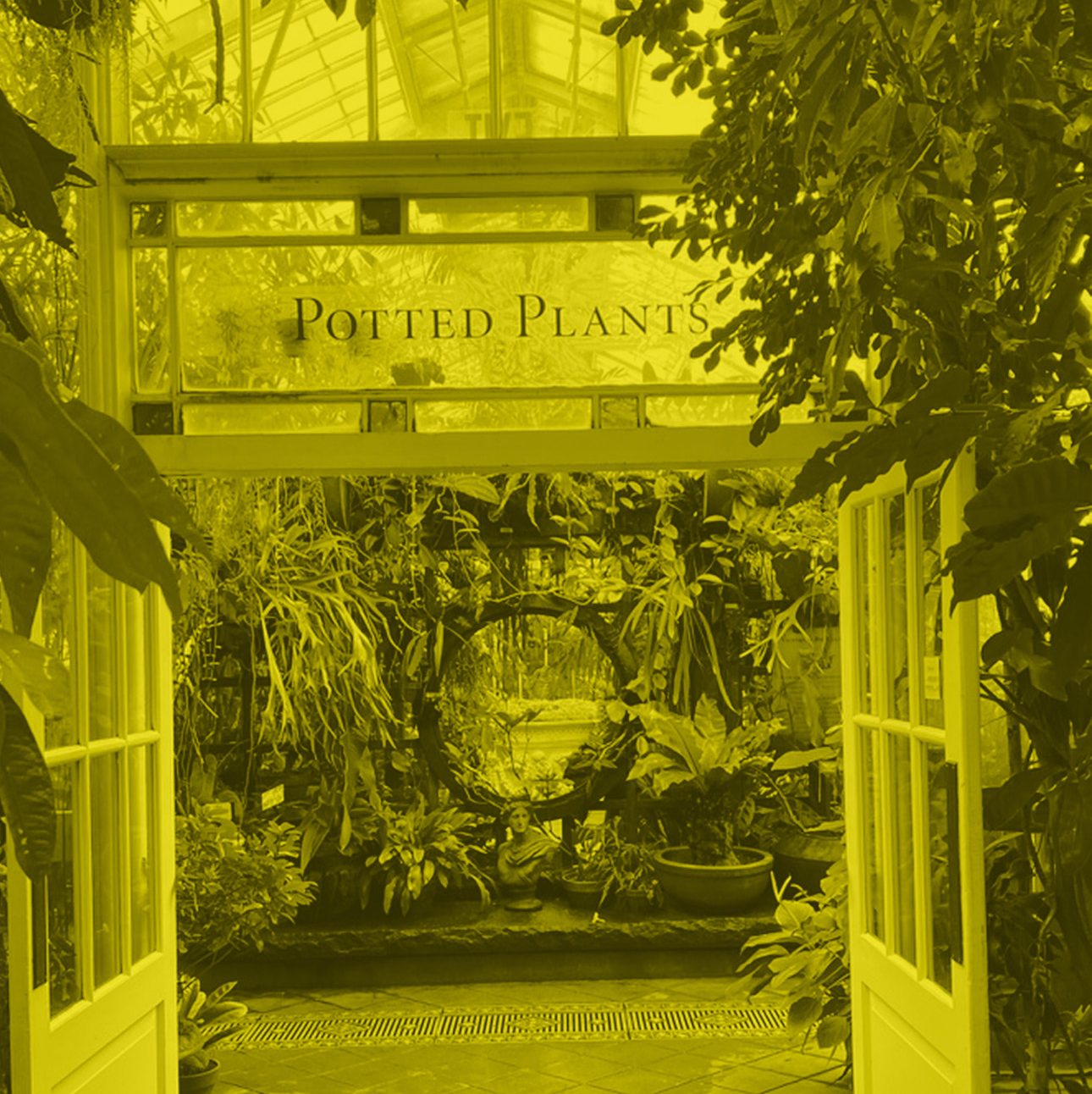 plants